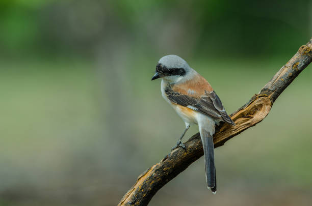 istock Bay-backed Shrike Bird perching on a branch 824274460
