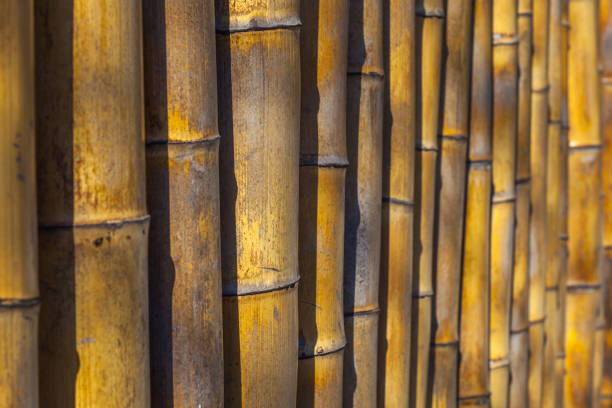 istock Old yellow bamboo fence texture background 824274474
