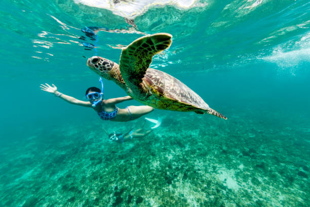 la tortue s’amuser - plongée avec tuba photos et images de collection