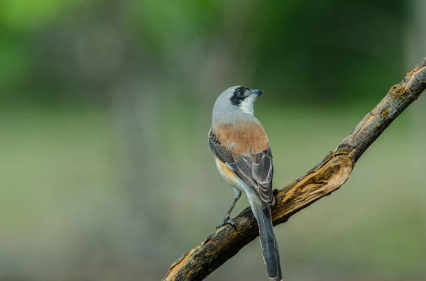 istock Bay-backed Shrike Bird perching on a branch 824274556