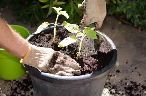 istock Re-potting seedlings in a bigger pot 824276812