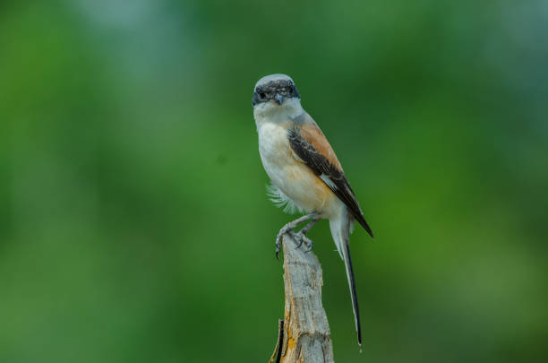 istock Bay-backed Shrike Bird perching on a branch 824277446