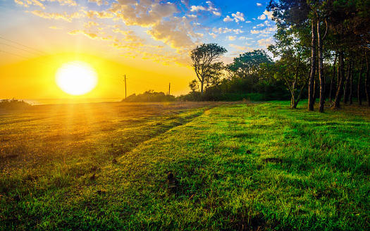 Bright Sunrise On Glade In Forest Stock Photo - Download Image Now -  Summer, Sunbeam, Agricultural Field - iStock