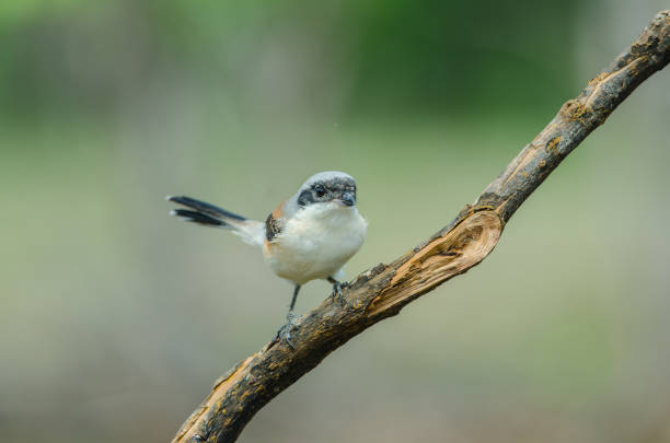 istock Bay-backed Shrike Bird perching on a branch 824278182