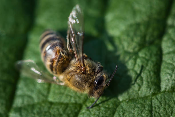 image de macro d’une abeille morte sur une feuille d’une ruche en déclin, tourmenté par le syndrome d’effondrement des colonies et d’autres maladies - colony swarm of insects pest animal photos et images de collection