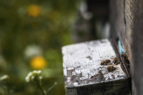 ruches en déclin avec quelques abeilles laissé en vie après que la colonie s’effondrer de trouble et autres maladies - colony collapse disorder photos et images de collection