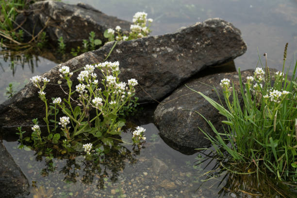 istock Summer Flowers in West Norway 824287612