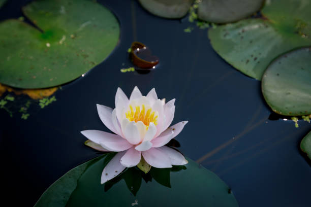 istock Beautiful lotus flower in pond 824287686