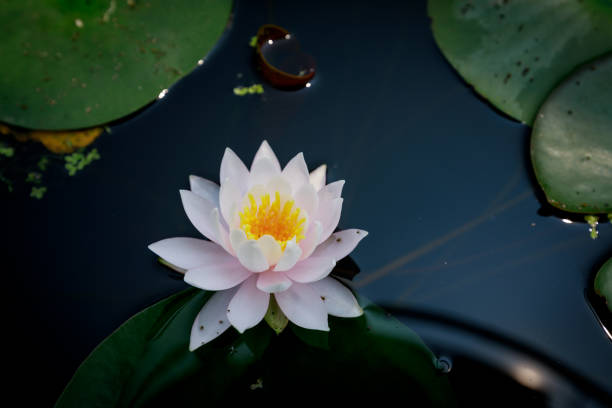 istock Beautiful lotus flower in pond 824287704