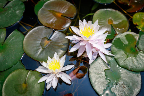 istock Beautiful lotus flower in pond 824287716