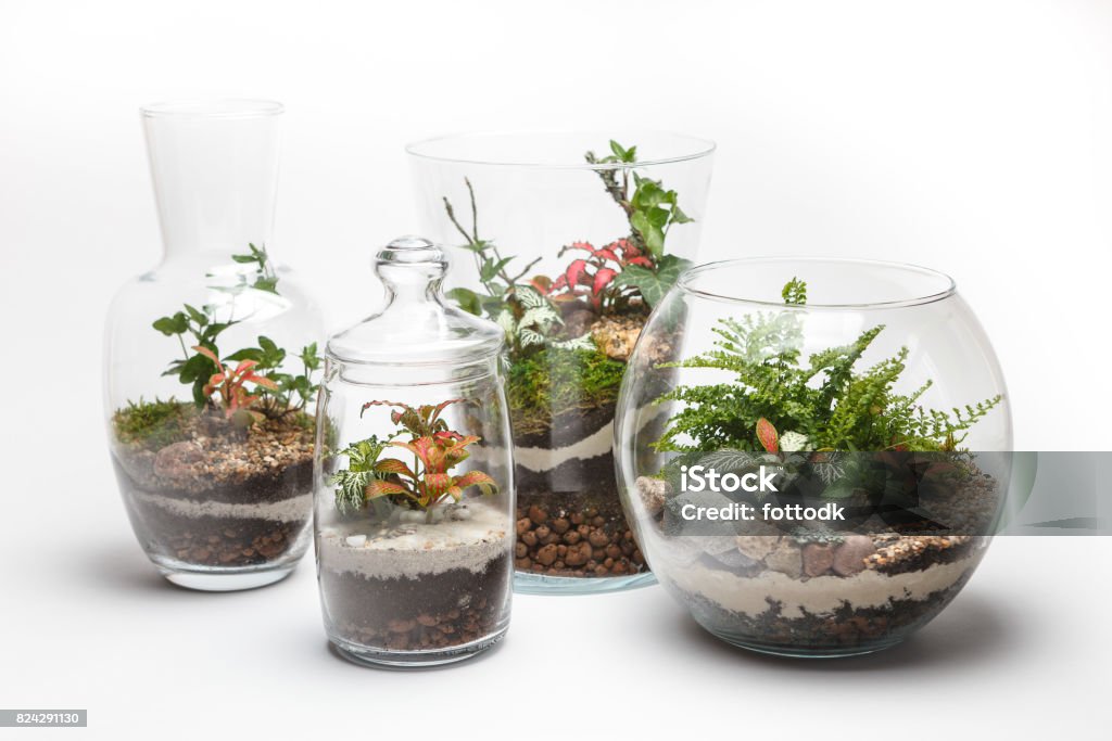 Mini gardens (terrariums) in a different glass vases Mini gardens (terrariums) in a different glass vases isolated on white background Terrarium Stock Photo
