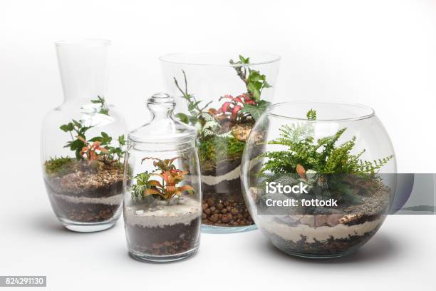 Mini Gardens In A Different Glass Vases Stock Photo - Download Image Now