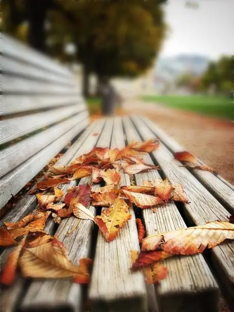 Photo of Autum leaves on an park bench