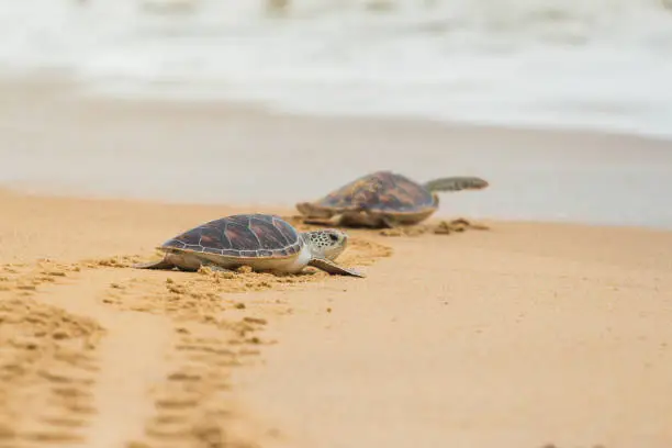 Photo of Hawksbill sea turtle on the beach, Thailand.