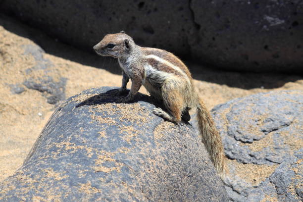 istock Barbary Ground Squirrel at Fuerteventura 824302556