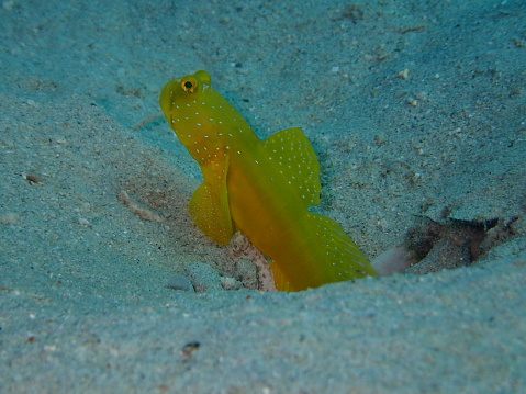 small yellow tube dwelling fish