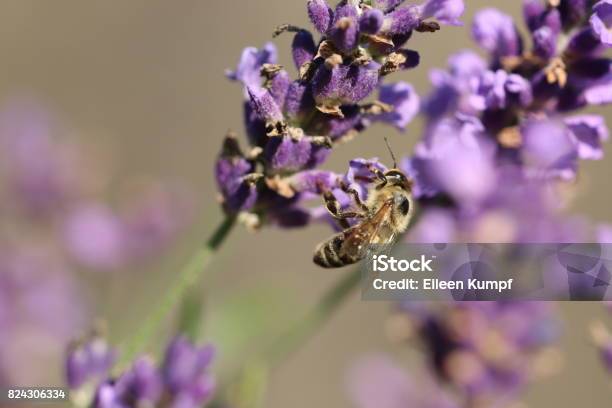 Bee On Lavender Flower Stock Photo - Download Image Now - Germany, Horizontal, No People