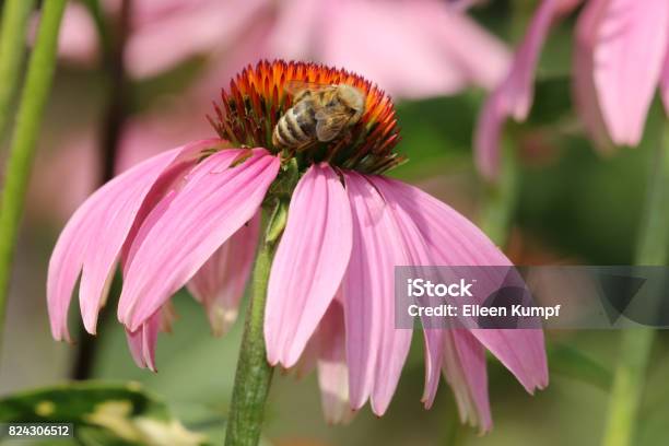 Echinacea Stock Photo - Download Image Now - Beet, Coneflower, Echinacea