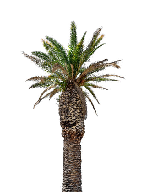 istock Coconut palm isolated on white background 824309406