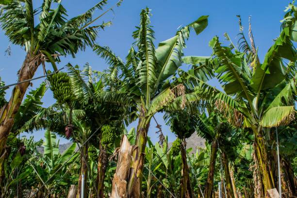 Banana plantation in the mountains, Tenerife, canary islands, Spain Banana plantation in the mountains, Tenerife, canary islands, Spain agulo stock pictures, royalty-free photos & images
