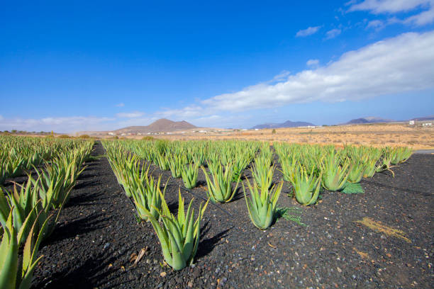 campo de aloe vera em fuerteventura - volcanic landscape rock canary islands fuerteventura - fotografias e filmes do acervo