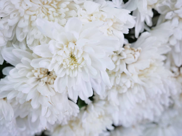 istock beautiful elegance white chrysanthemums flowers 824316340