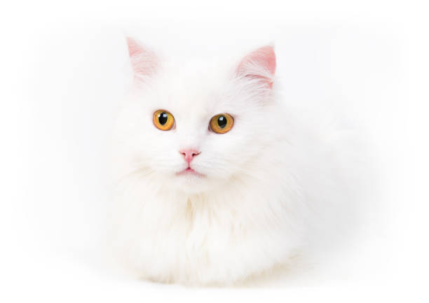 A striking white cat with a distinctive black tail and a small black spot on its head sits gracefully on a bright gravel surface. Captured in a candid moment as it gazes thoughtfully to the side, the image features a soft beach or coastal background and evokes a sense of calm and contemplation.