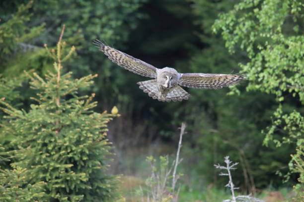 istock Great grey owl (Strix nebulosa) Sweden Bartkauz Schweden 824320550