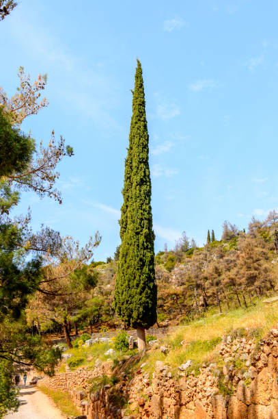 istock Delphi, an archaeological site in Greece, at the Mount Parnassus. Delphi is famous by the oracle at the sanctuary dedicated to Apollo. UNESCO World heritage 824320552
