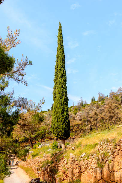 istock Delphi, an archaeological site in Greece, at the Mount Parnassus. Delphi is famous by the oracle at the sanctuary dedicated to Apollo. UNESCO World heritage 824320850
