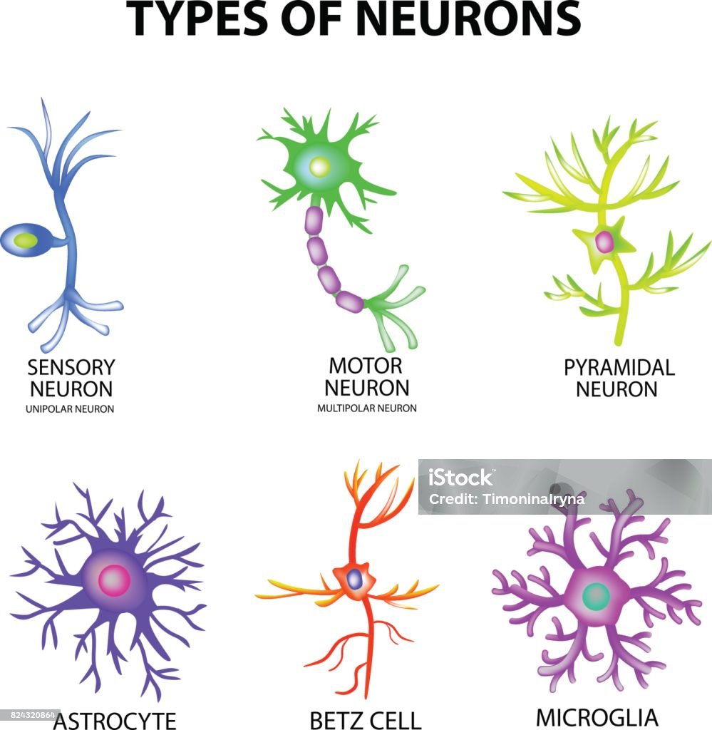 Snc Neuron Types Of Neurons Sensory Motor