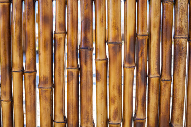 istock Old yellow bamboo fence texture background 824321296