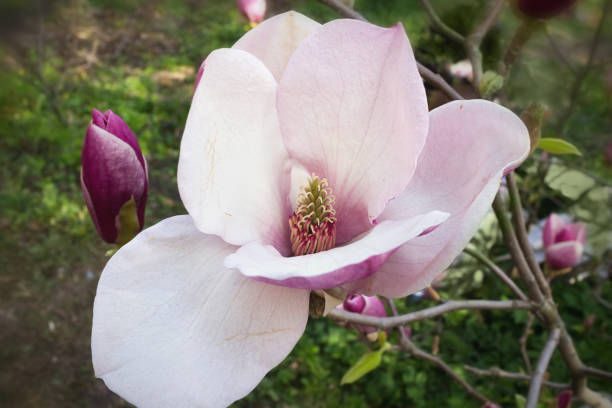istock magnolia flower close up 824321428