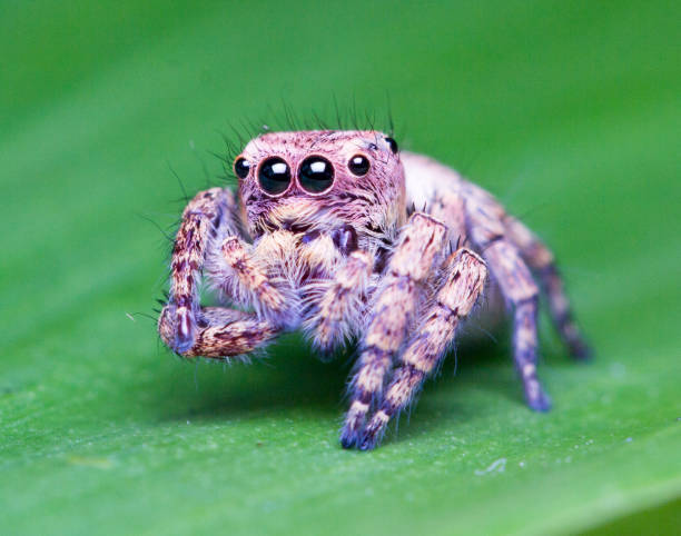 istock closeup of jumping spider 824323712