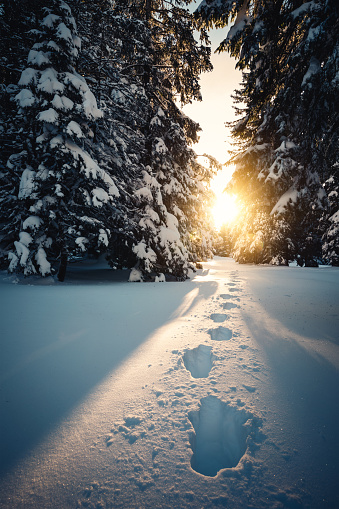 Winter landscape with footpath in fresh snow at sunrise.