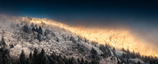 Winter forest in early morning sunlight.