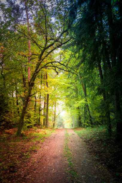 istock Amazing path in the forest in Poland 824333340