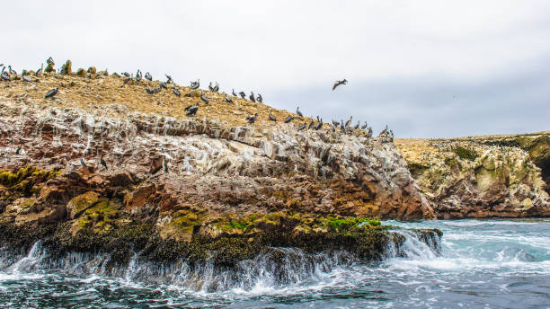 istock Pelicans over the rock 824341560
