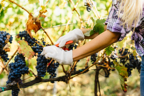 istock Young woman harvesting red grapes 824344472