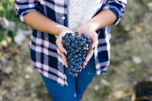 Young adult woman holding a bunch of red grape