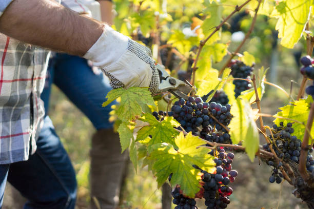 istock Young adult man harvesting red grapes 824344490