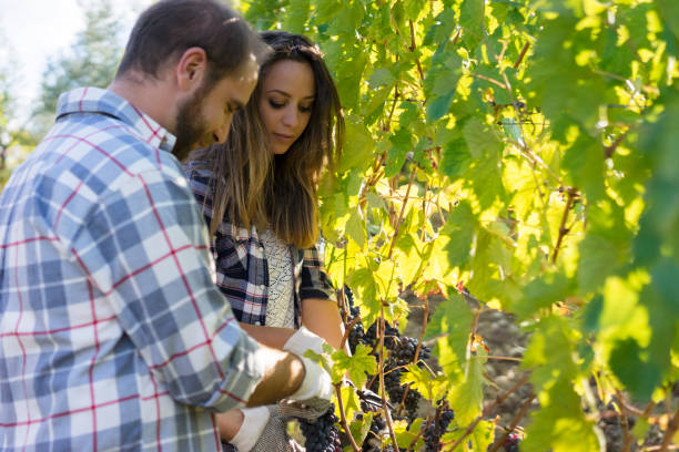 istock Young adult man harvesting red grapes 824344570