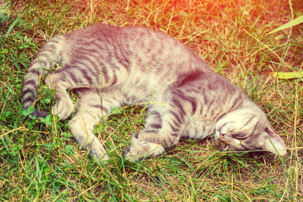 istock Cute striped kitten is sleeping on the grass in the yard 824345354