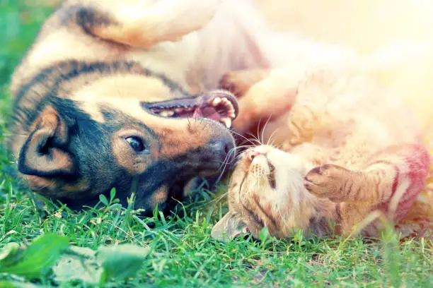 Photo of Dog and cat playing together on the grass at sunset
