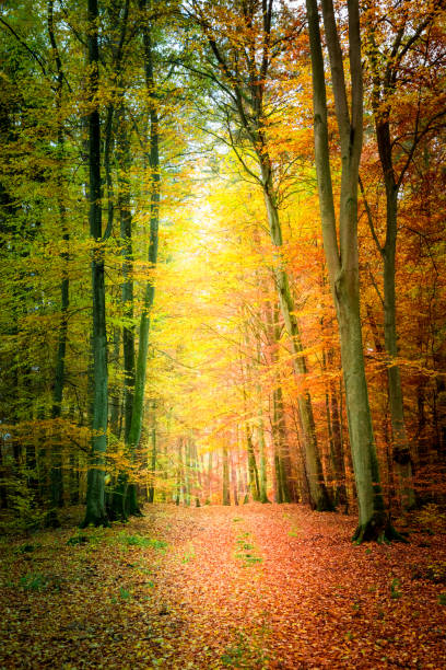 istock Amazing autumn in the forest in Poland 824345802