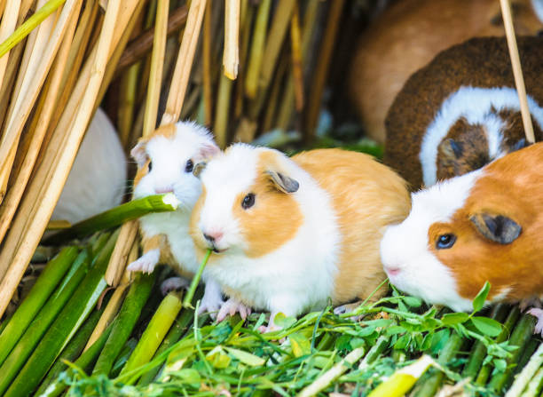 istock Many cavies, guinea pigs. 824351760