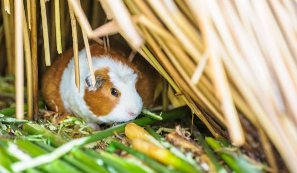 istock Little cave, guinea pig, over the grass in Peru 824352050