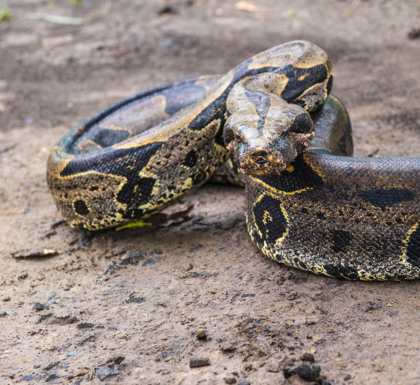 istock Portrait of a boa constrictor 824352176