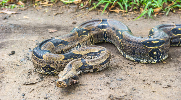 istock Boa constrictor, a species of large, heavy-bodied snake. 824352178