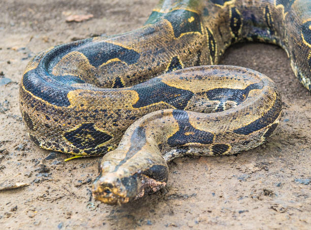istock Portrait of a boa constrictor 824352216